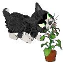 petz0182.jpg